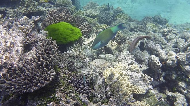 Great Barrier Reef