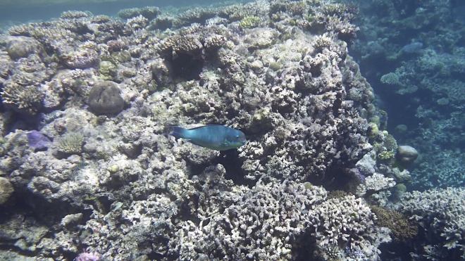 Great Barrier Reef