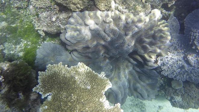 Great Barrier Reef