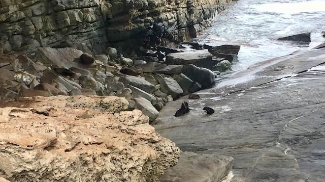 Kangaroo Island