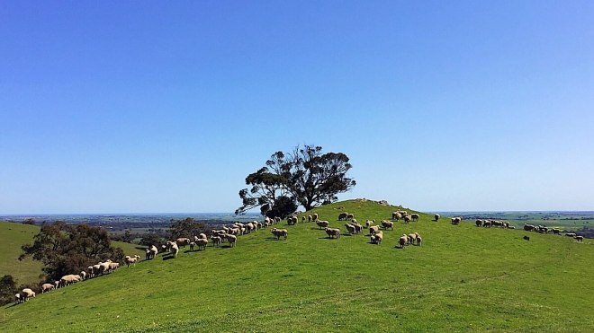 Wanderung Barossa Valley