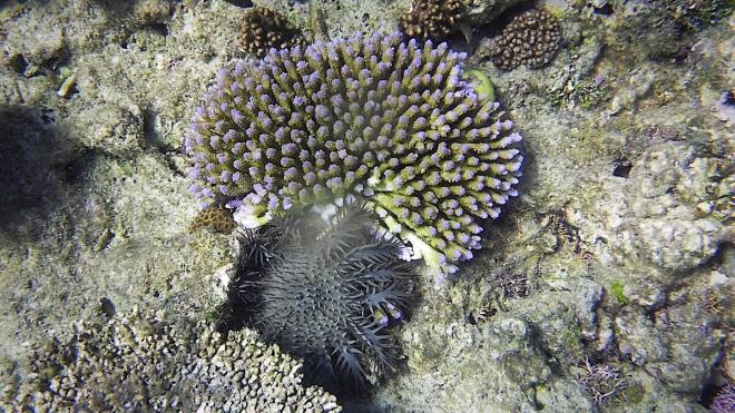Great Barrier Reef