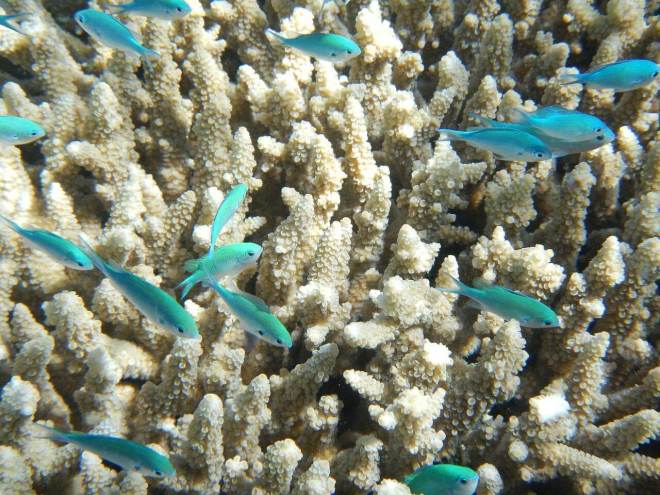 Great Barrier Reef