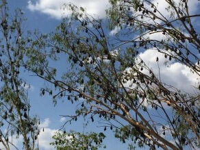 Nitmiluk-Nationalpark