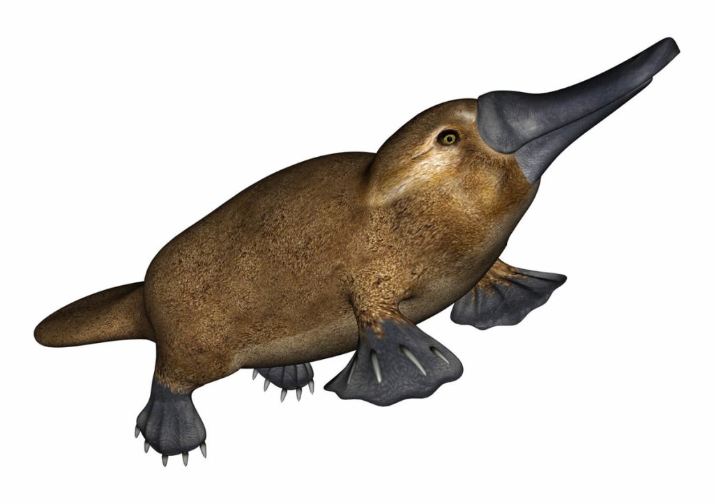 Platypus Tasmanien