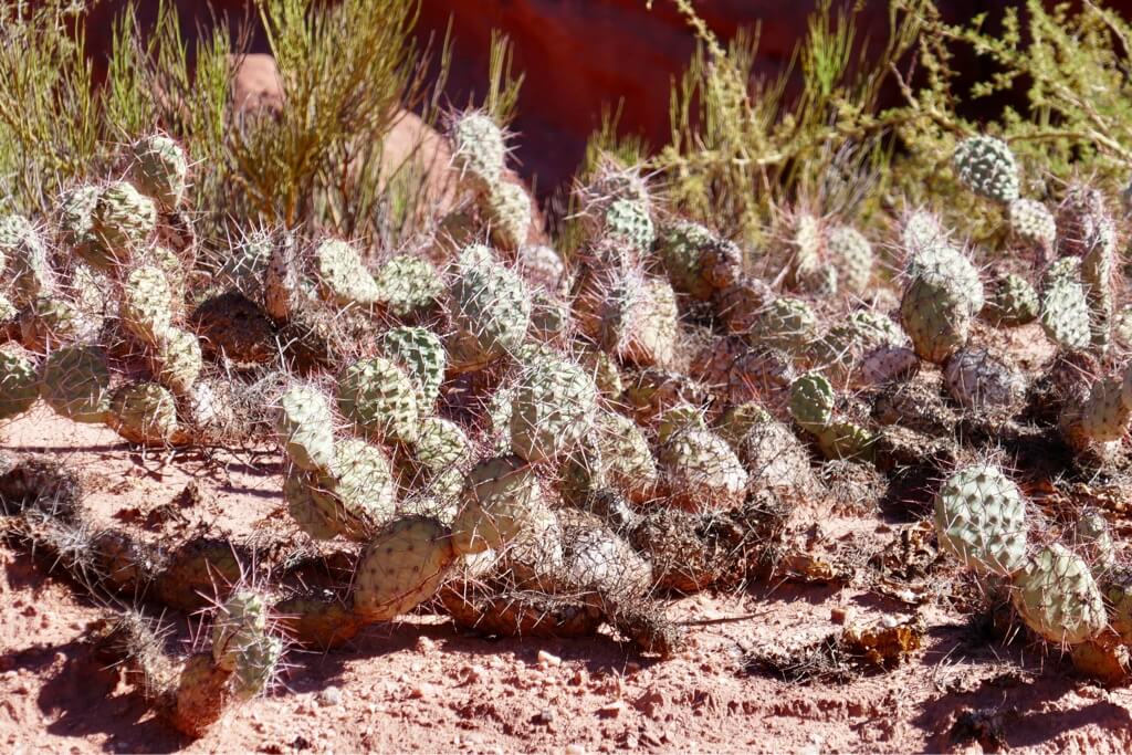 Argentina Quebrada De La Conchas