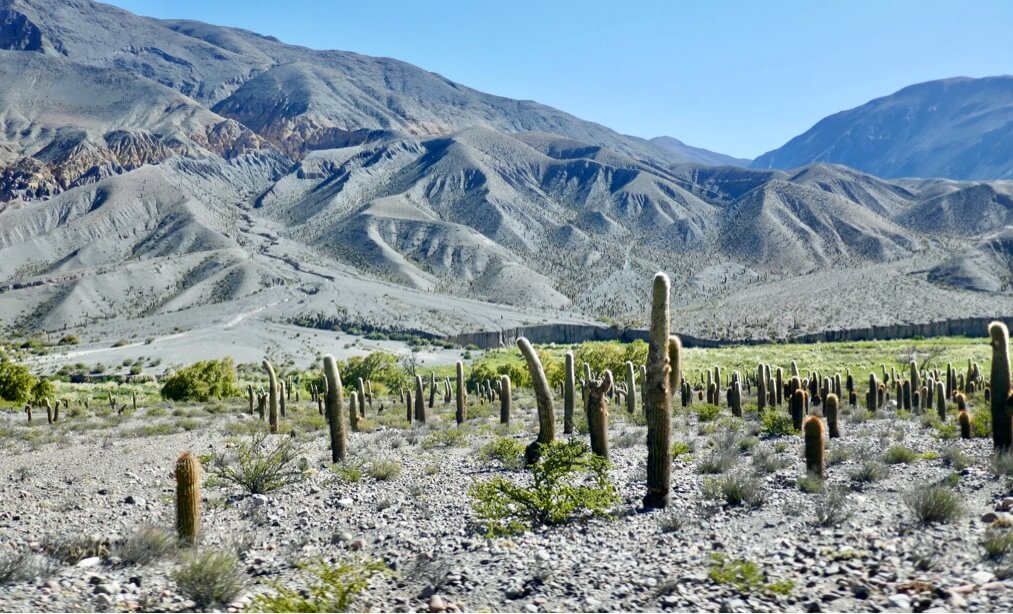Argentina Puna