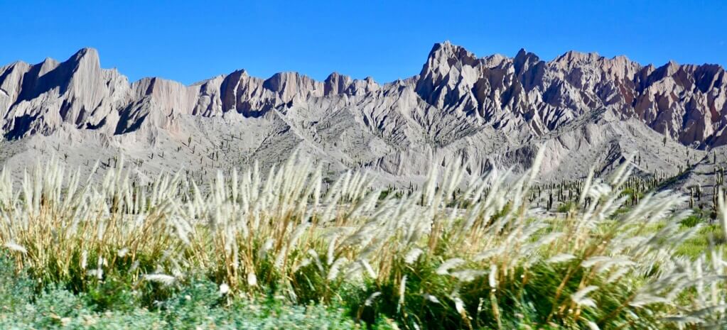 Argentinien Pampagras