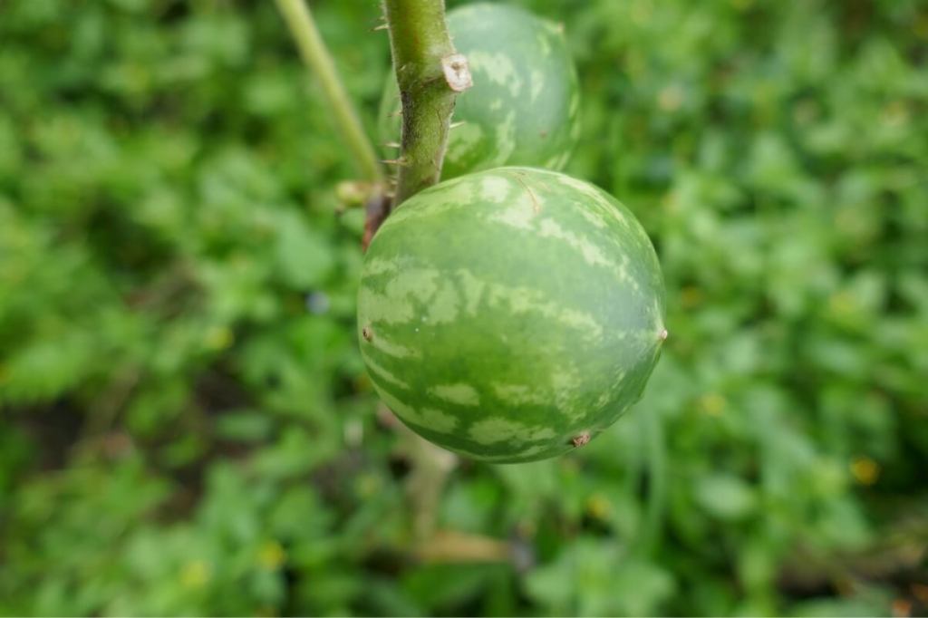 Argentina Salta Purmamarca