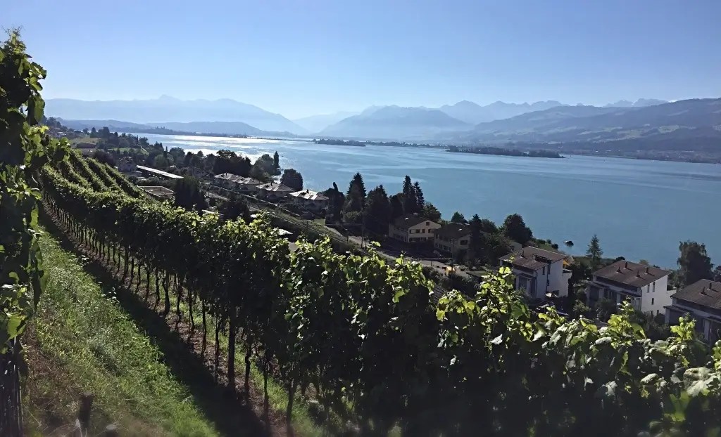 Stäfner Reben Zürichsee