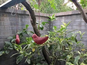 Australien Broome Tree House