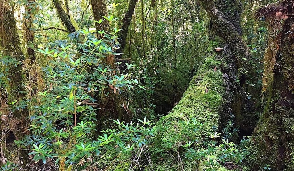 Macquarie Harbour Tasmanien