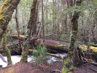 Pumphouse Point Wilderness Retreat 