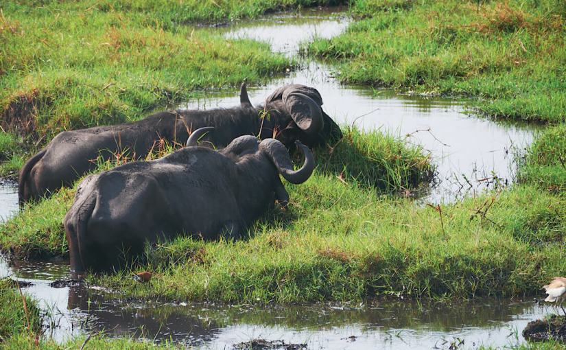 Botswana – Chobe Nationalpark und&nbsp;mehr
